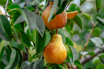 Pears on the tree. Selective focus