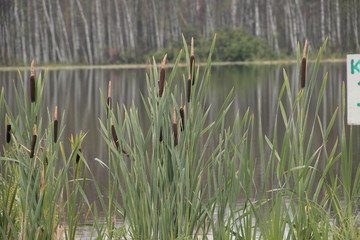 камыши