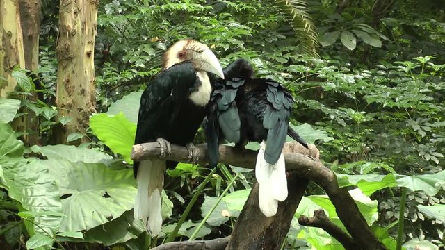 hornbill in zoo