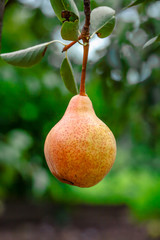 Pears on the tree. Selective focus