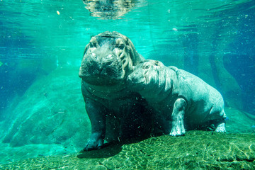 Rhinoceros - mamma and baby underwater 