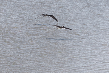 Couple de Bec-en-ciseaux noirs en vol sur le port de Cayenne en Guyane fran&ccedil;aise