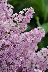 Obraz premium Purple lilac flowers in spring