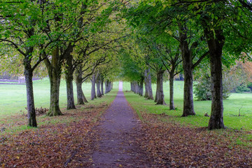 Autumn Trees & a Long Footpath in Scotland.
