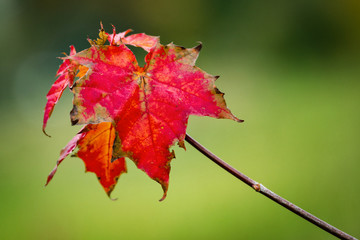 Red maple leaf.