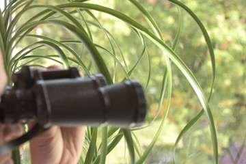 fernglas, mit dem fernglas beobachten, close up, spionieren, voyeurismus, voyeuristische ader,...