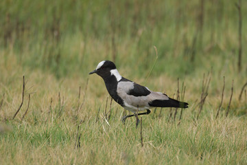 Waffenkiebitz im Marievale Nature Reserve Südafrika