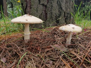 Hongos bajo el arbol 