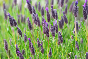 Purple lavender garden