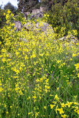 colores amarillos de la primavera