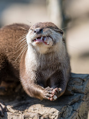 Fischotter beim kauen eines Fisches