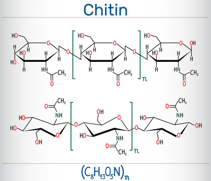 Chitin molecule. It is natural compound from the group of nitrogen-containing polysaccharides. Structural chemical formula and molecule model