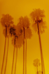 Naklejka premium Abstract Palm Tree Background