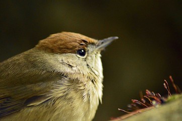 Oiseau de Jardin