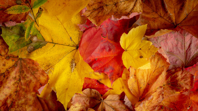 Background of colorful autumn leaves. Copy space.