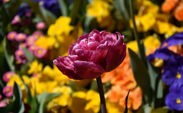 Focus on blooming purple double late tulip. Purple tulip surrounded by multicolour (blue, yellow, orange) flowers. Beautiful tulips on tulip field with green leaf background. Spring concept.