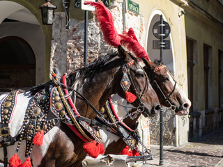Naklejka na ściany i meble decorated horses on a city tour