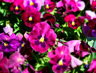 Close up of purple pansy flowers or pansies blooming in the garden. Close-up of blooming Spring Flowers. Season of flowering pansies. Pansy blooming in the Spring.