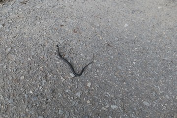 small black snake on the ground