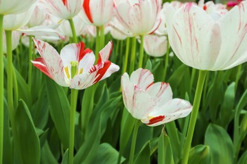 Bunch of white striped tulip flower with stem