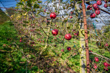 ripe apples on tree