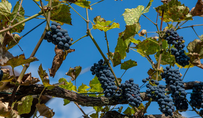ripe grapes ready for harvest