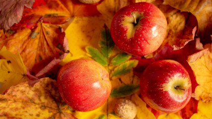Naklejka na ściany i meble Red apples and colorful leaves. Autumn colorful background.