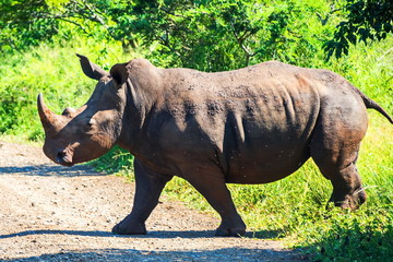 Rhino goes on the road. Safari in national parks of South Africa.