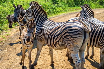 Family of zebras on the road. Very calm and graphic horses. Safari in national parks of South Africa.
