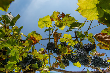 ripe grapes ready for harvest