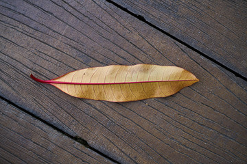 leaf on wooden background