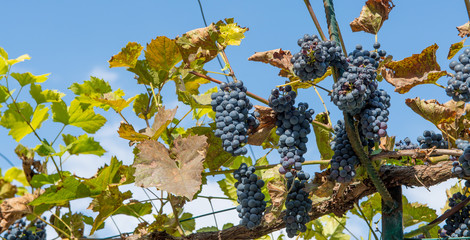ripe grapes ready for harvest