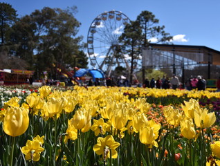 Focus on Masses of tulips in front of the Ferris Wheel at Floriade in Commonwealth Park (Canberra, ACT, Australia).