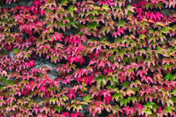 Colorful ivy leaves turning red on a wall during autumn