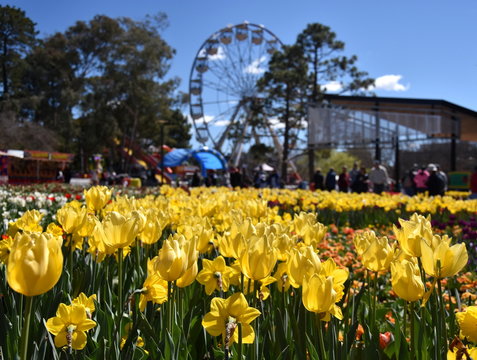 Focus on Masses of tulips in front of the Ferris Wheel at Floriade in Commonwealth Park (Canberra, ACT, Australia).