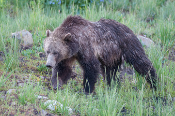 Grizzly bear