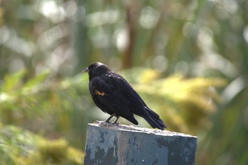 Red Winged Black Bird