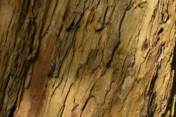 Tree bark, Jersey, U.K.
Abstract image of a forest close up.