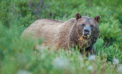 Grizzly bear