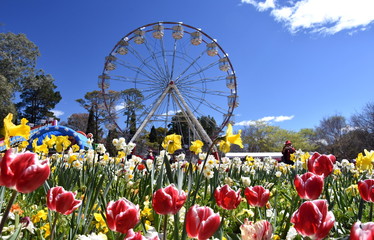 Canberra, Australia - Sept 29, 2018. Ferris wheel at the Spring Festival of Floriade. Masses of...