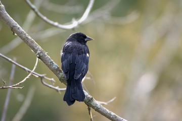 Red Winged Black Bird