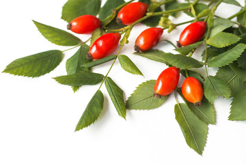 dog rose hips and herbal on white background