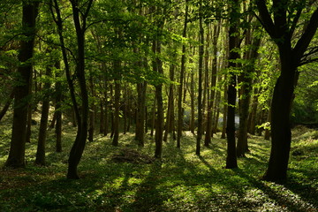 Evergreen forest, Jersey, U.K.
Woodland in Autumn.