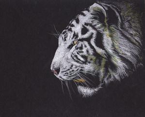 White tiger illustration. Tiger roaring. Hand made drawing.   © Lunstream
