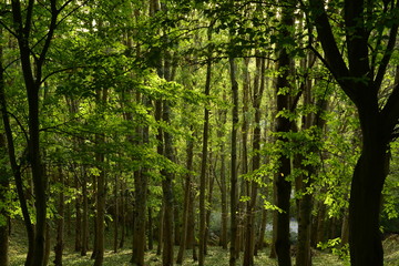 Evergreen wood, Jersey, U.K.
Autumn forest.