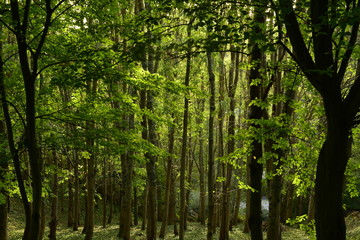 Evergreen wood, Jersey, U.K.
Autumn forest.