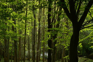 Autumn Evergreens, Jersey, U.K.
Telephoto image of a forest.