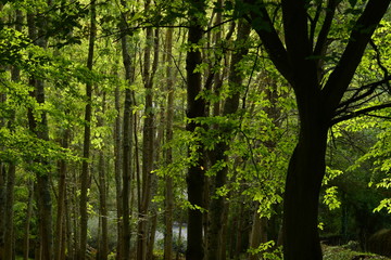 Evergreen wood, Jersey, U.K.
Forest in Autumn.