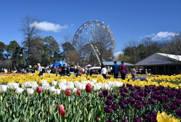 Focus on Masses of tulips in front of the Ferris Wheel at Floriade in Commonwealth Park (Canberra, ACT, Australia).