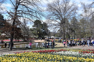 Canberra, Australia - Sept 29, 2018. People enjoy the sunny spring in Commonwealth Park during Floriade Flower Festival. Yellow tulips in flowerbed.